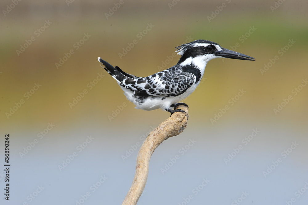 Obraz premium Pied Kingfisher (Ceryle rudis)