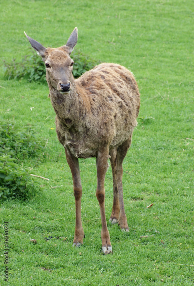 Red Deer in green back