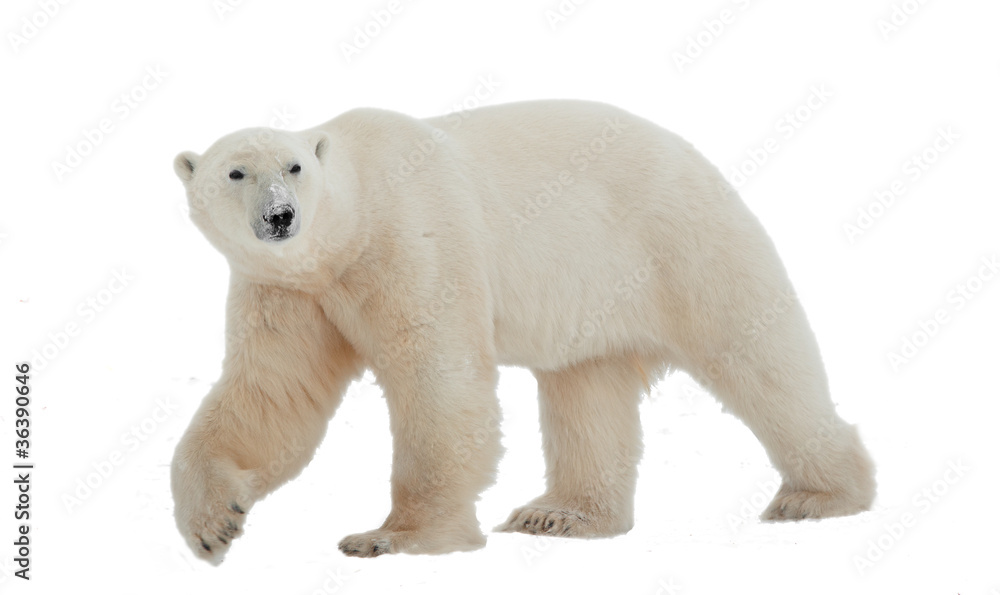 Naklejka premium Niedźwiedź polarny