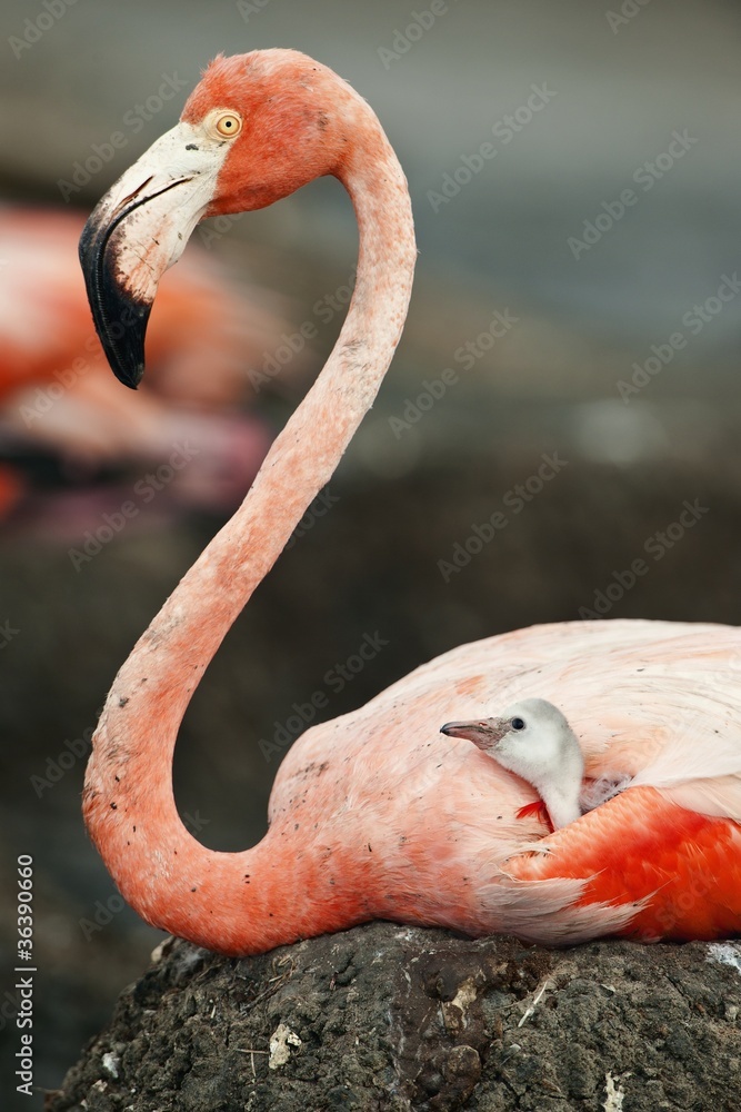 Naklejka premium Baby bird of the Caribbean flamingo with parent.