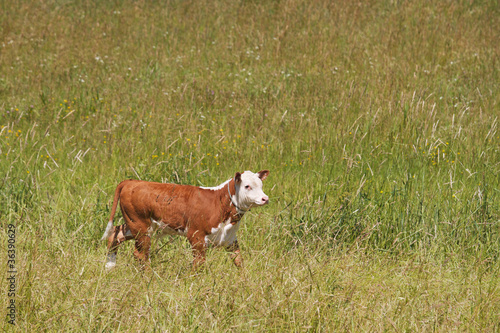 A brown and white calf runs in a field