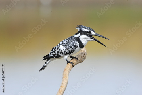 Pied Kingfisher