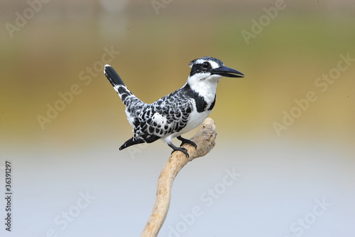 Pied Kingfisher