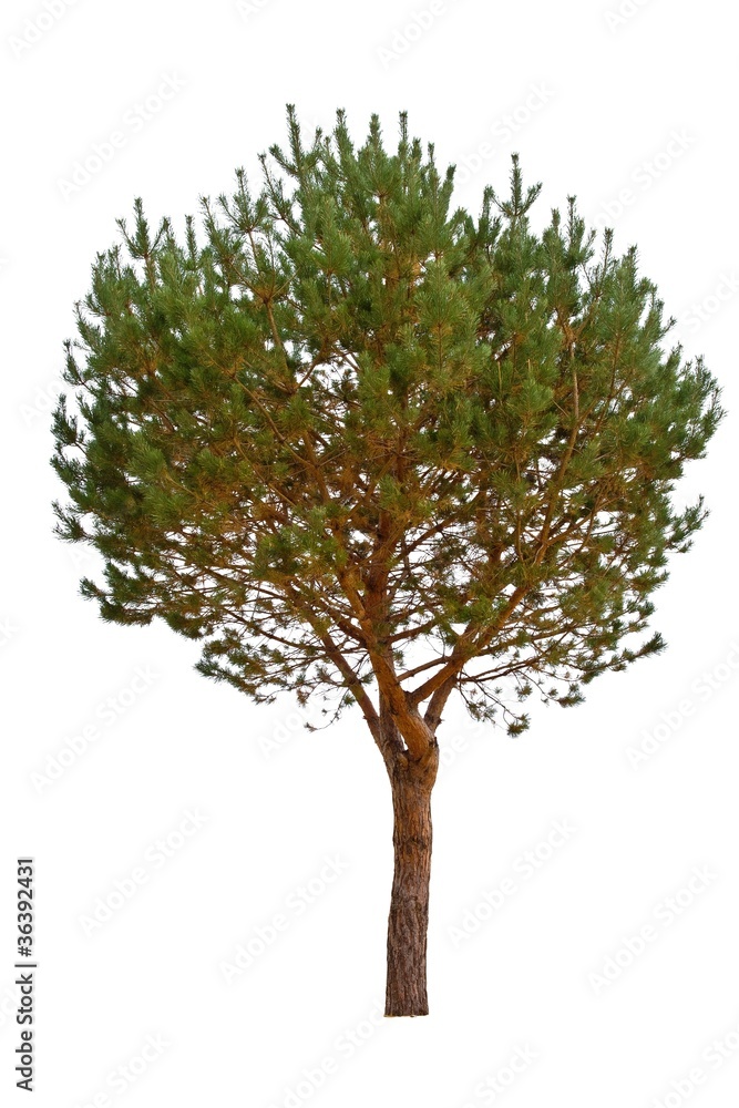 pine tree isolated on a white background