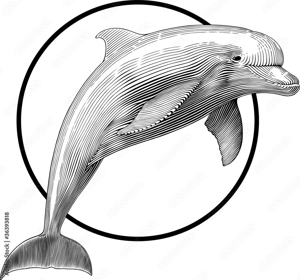 Obraz premium Dolphin