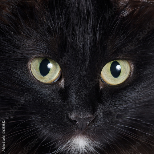 Fototapeta Naklejka Na Ścianę i Meble -  Portrait of a black kitten