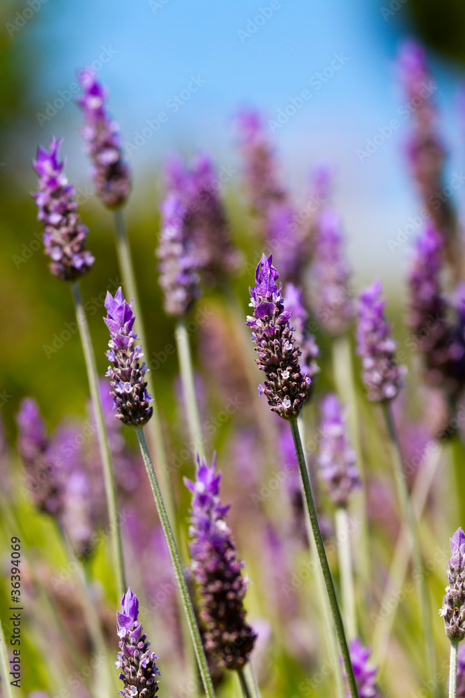 Naklejka premium Lavender