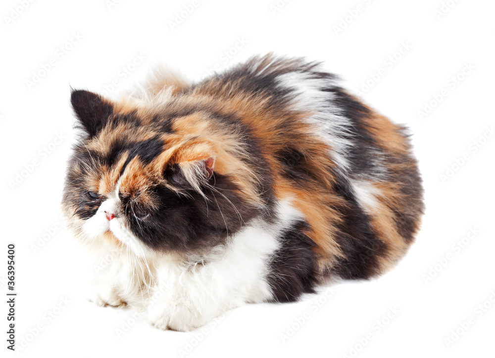 British Longhair kitten, 5 months old on white background British Longhair kitten, 5 months old on white background