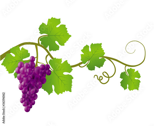 Black grapes on a white background