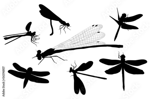 seven isolated dragonfly silhouettes