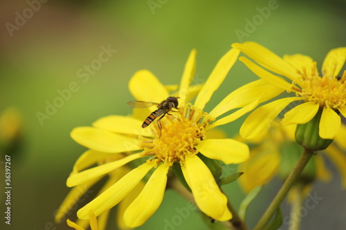 蜂と黄色のデイジー