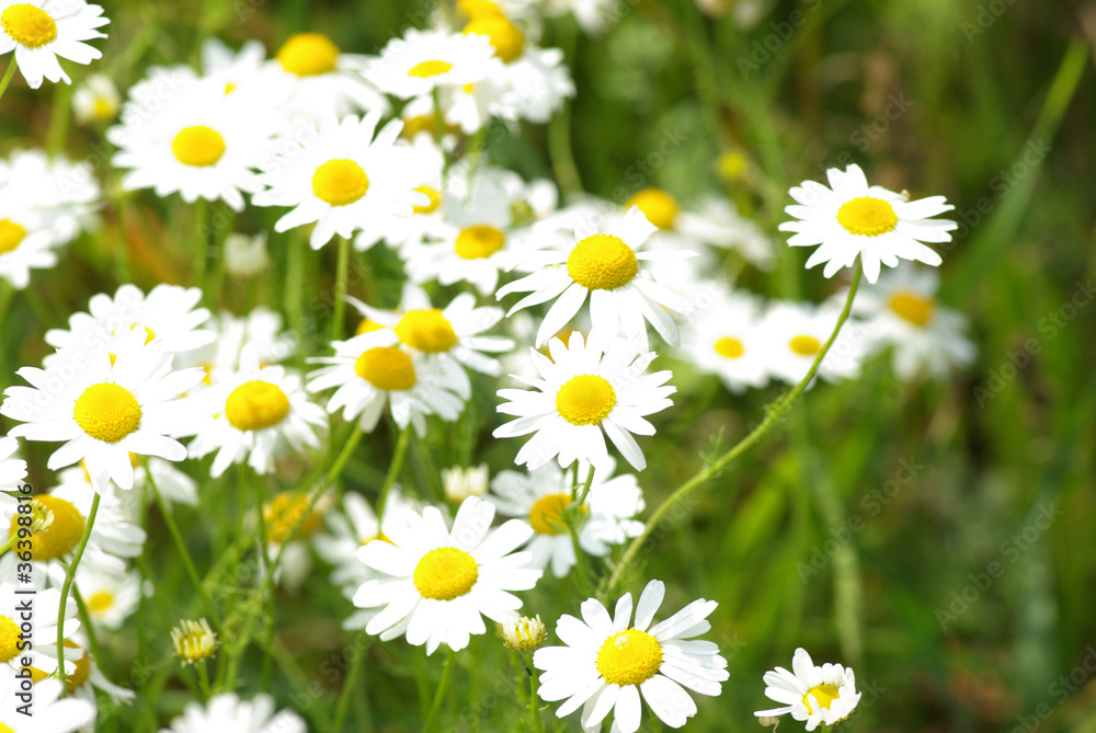 camomile blossoms