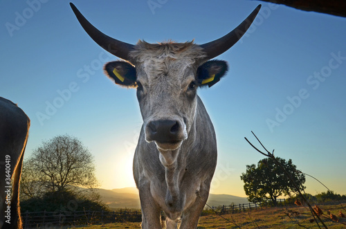 Maremmana Cow in Sundown