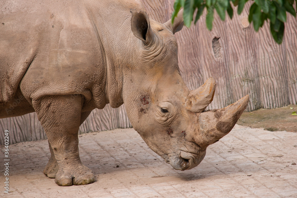 Obraz premium Rhinoceros