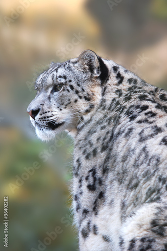 Snow Leopard (Uncia Uncia)