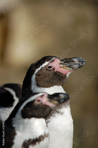 Watching you - Humboldt Penguin (Spheniscus humboldti)