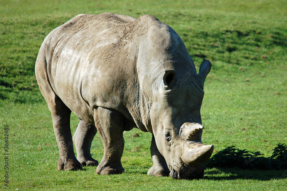 White Rhinoceros - Ceratotherium simum simum White Rhinoceros - Ceratotherium simum simum