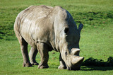 White Rhinoceros - Ceratotherium simum simum