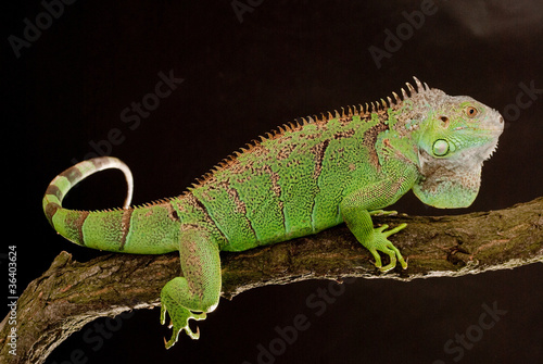Canvastavla iguana