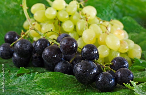 Assortment of grapes on a bed of leaves