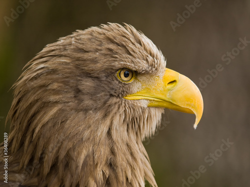 White tailed eagle