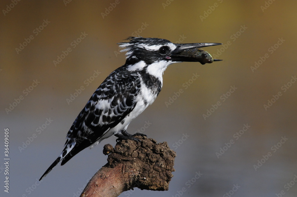 Fototapeta premium Pied Kingfisher (Ceryle rudis) with fish