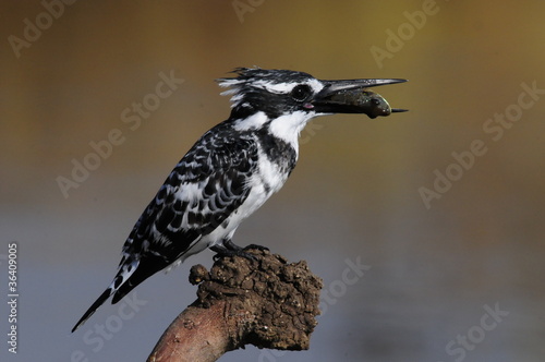 Pied Kingfisher  Ceryle rudis  with fish