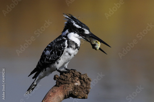 Pied Kingfisher  Ceryle rudis  with fish