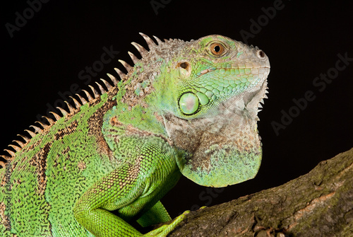 iguana © thomaszobl