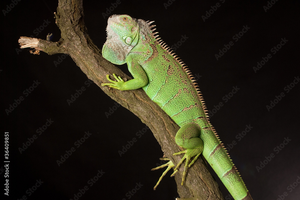 Fototapeta premium iguana