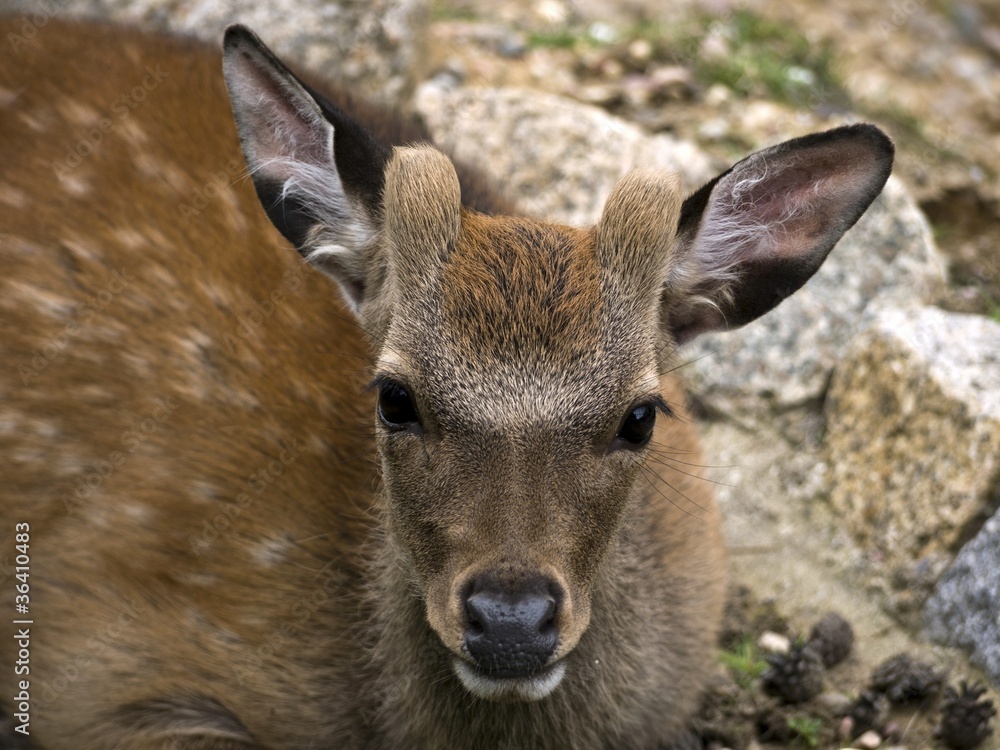 Fototapeta premium Ricke-braun