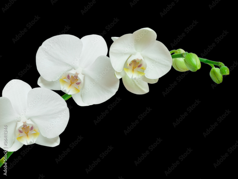Fototapeta premium White orchid on black background