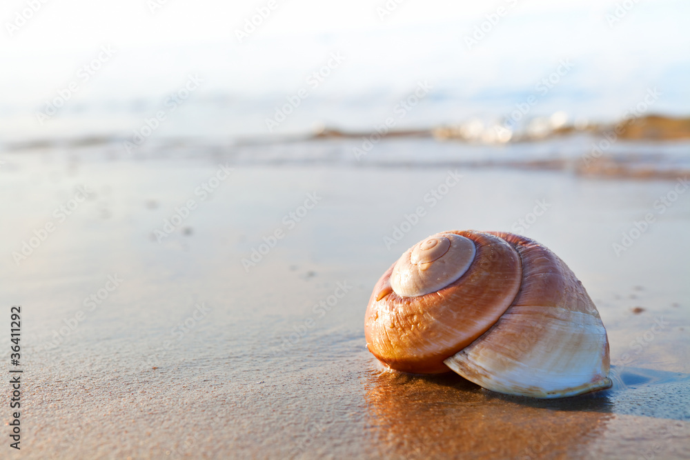Seashell Seashell