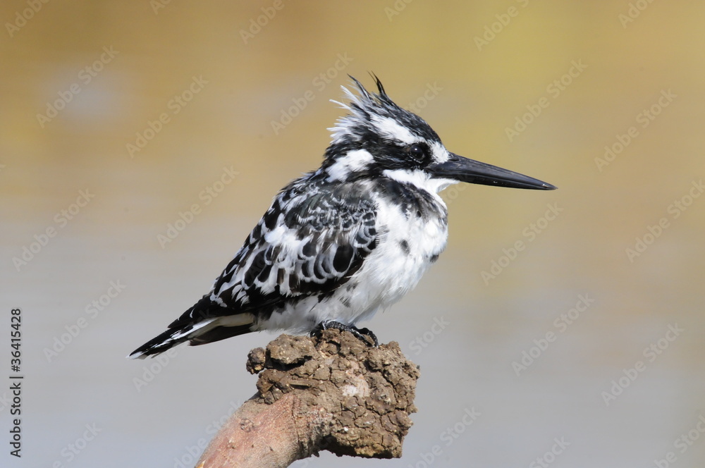 Obraz premium Малый пегий зимородок