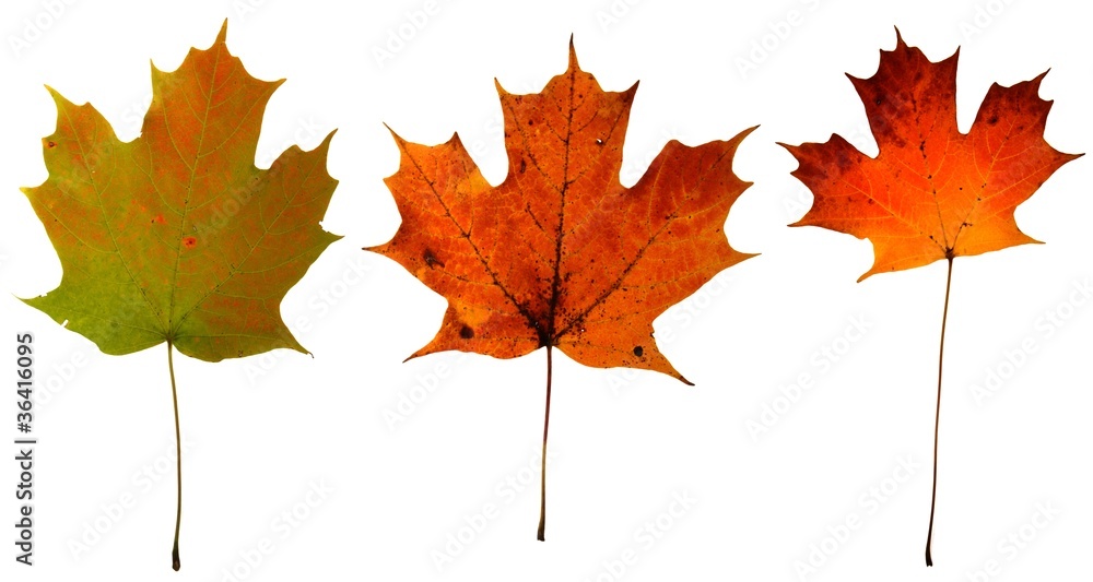 Autumn Maple Leaves Autumn Maple Leaves