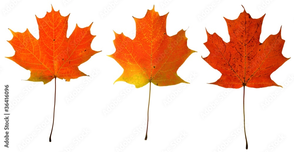 Autumn Maple Leaves Autumn Maple Leaves