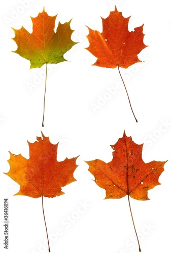 Autumn Maple Leaves