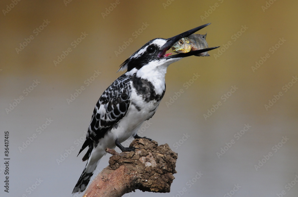 Obraz premium Pied Kingfisher with fish