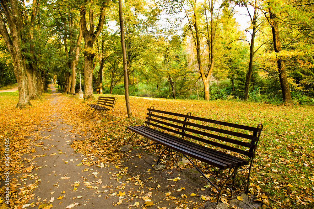 bench in the park