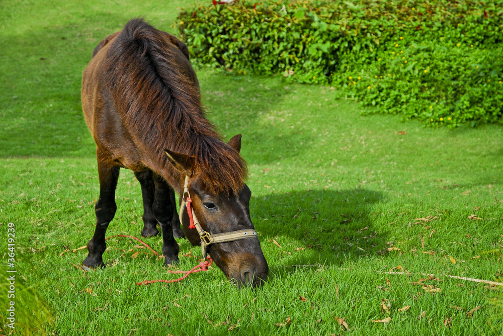 Fototapeta premium Horse eat grasses