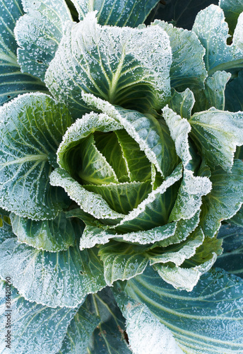 Green cabbage from top view with frozen leaves.