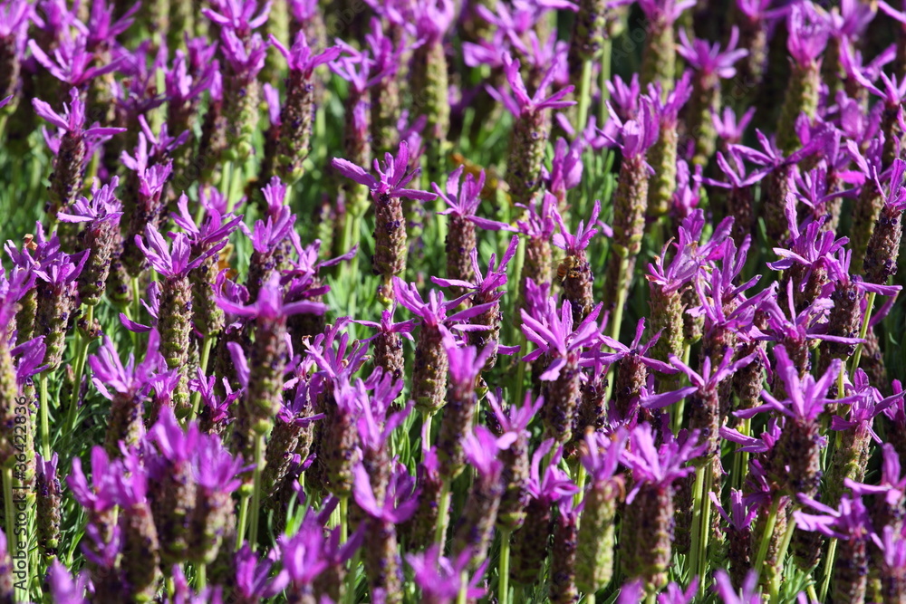 Obraz premium Purple flower