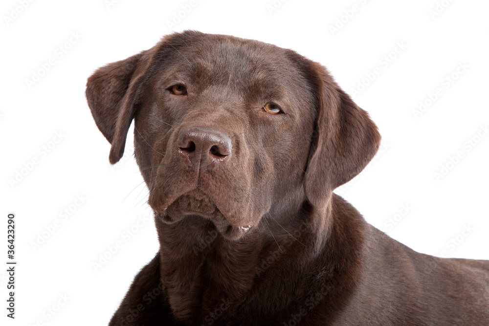 Chocolate Labrador Chocolate Labrador