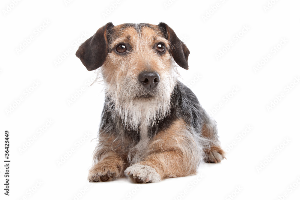 mixed breed dog