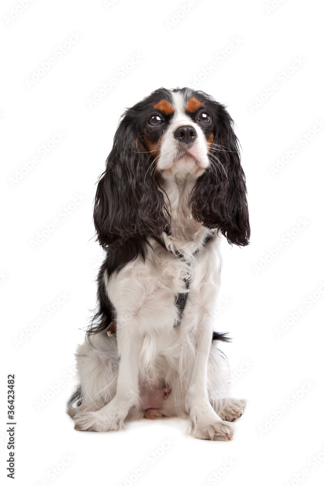 Cavalier King Charles Spaniel