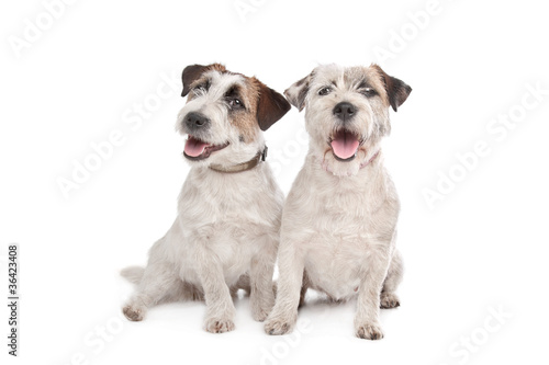 Fototapeta Naklejka Na Ścianę i Meble -  Jack Russel Terrier