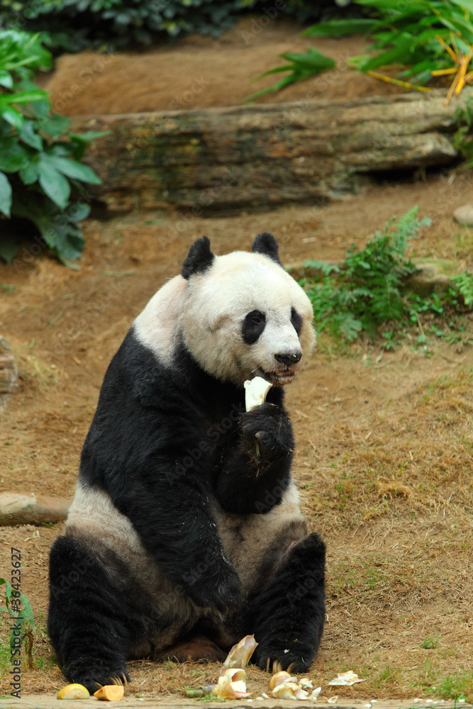 panda panda