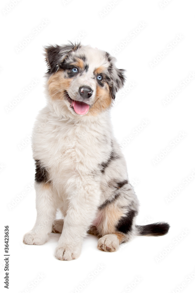 Australian Shepherd Australian Shepherd