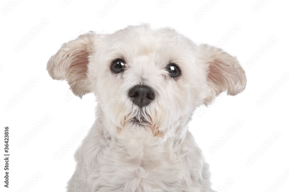 Obraz premium mixed breed dog