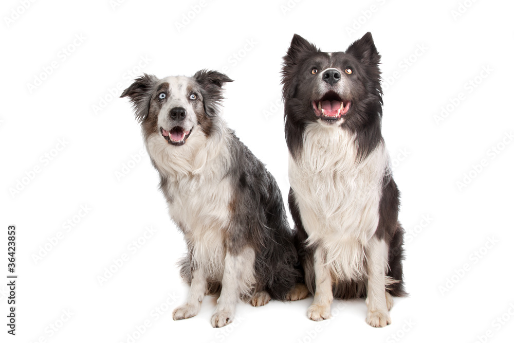 Border Collie and Australian Shepherd